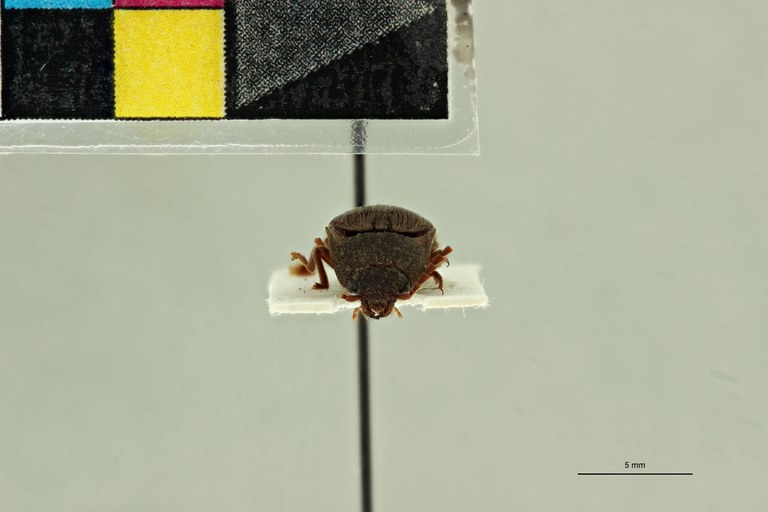 Propsephus valens M Lt F.jpg Propsephus valens M Lt F.jpg