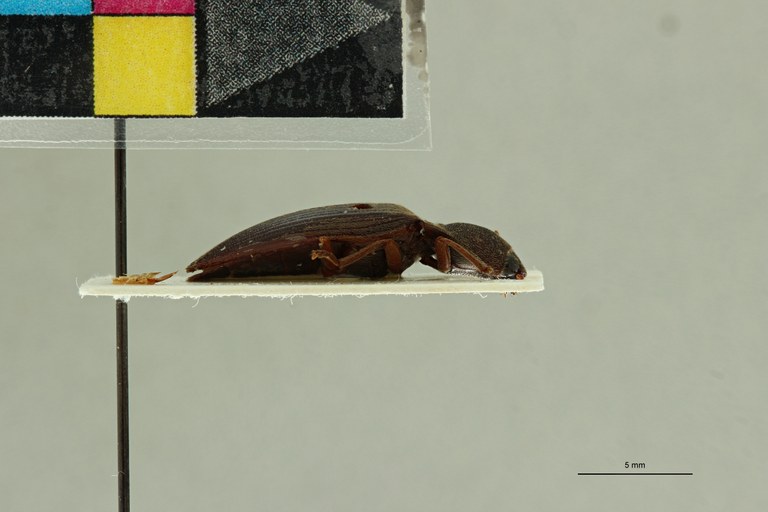 Propsephus valens M Lt L.jpg Propsephus valens M Lt L.jpg