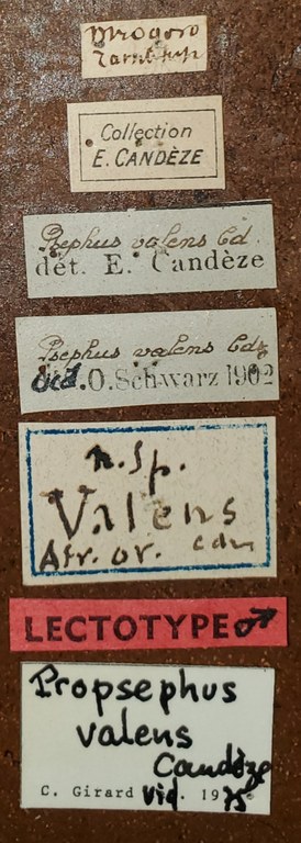 Propsephus valens M Lt Labels.jpg Propsephus valens M Lt Labels.jpg