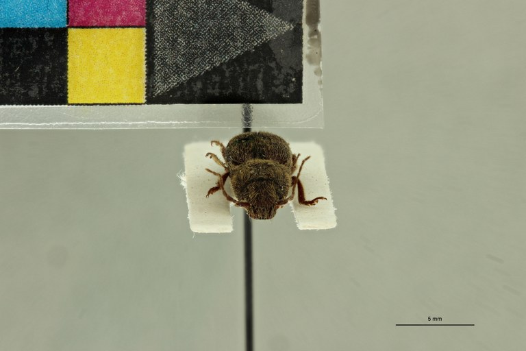 Psephus incultus F Lt F.jpg Psephus incultus F Lt F.jpg