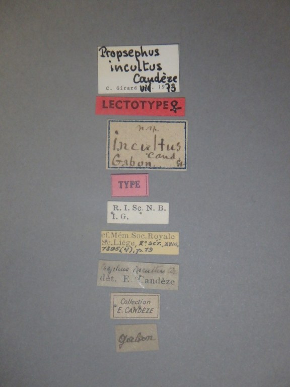 Psephus incultus F Lt Labels.jpg Psephus incultus F Lt Labels.jpg