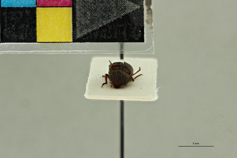 Psephus marginatus F Lt F.jpg Psephus marginatus F Lt F.jpg