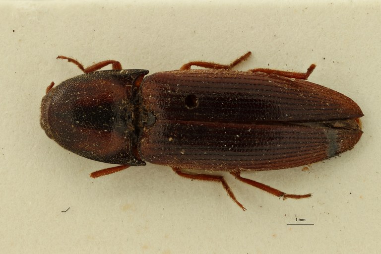 Psephus marginatus F Lt D ZS PMax.jpg Psephus marginatus F Lt D ZS PMax.jpg