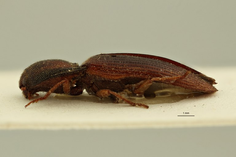 Psephus marginatus F Lt L ZS PMax.jpg Psephus marginatus F Lt L ZS PMax.jpg