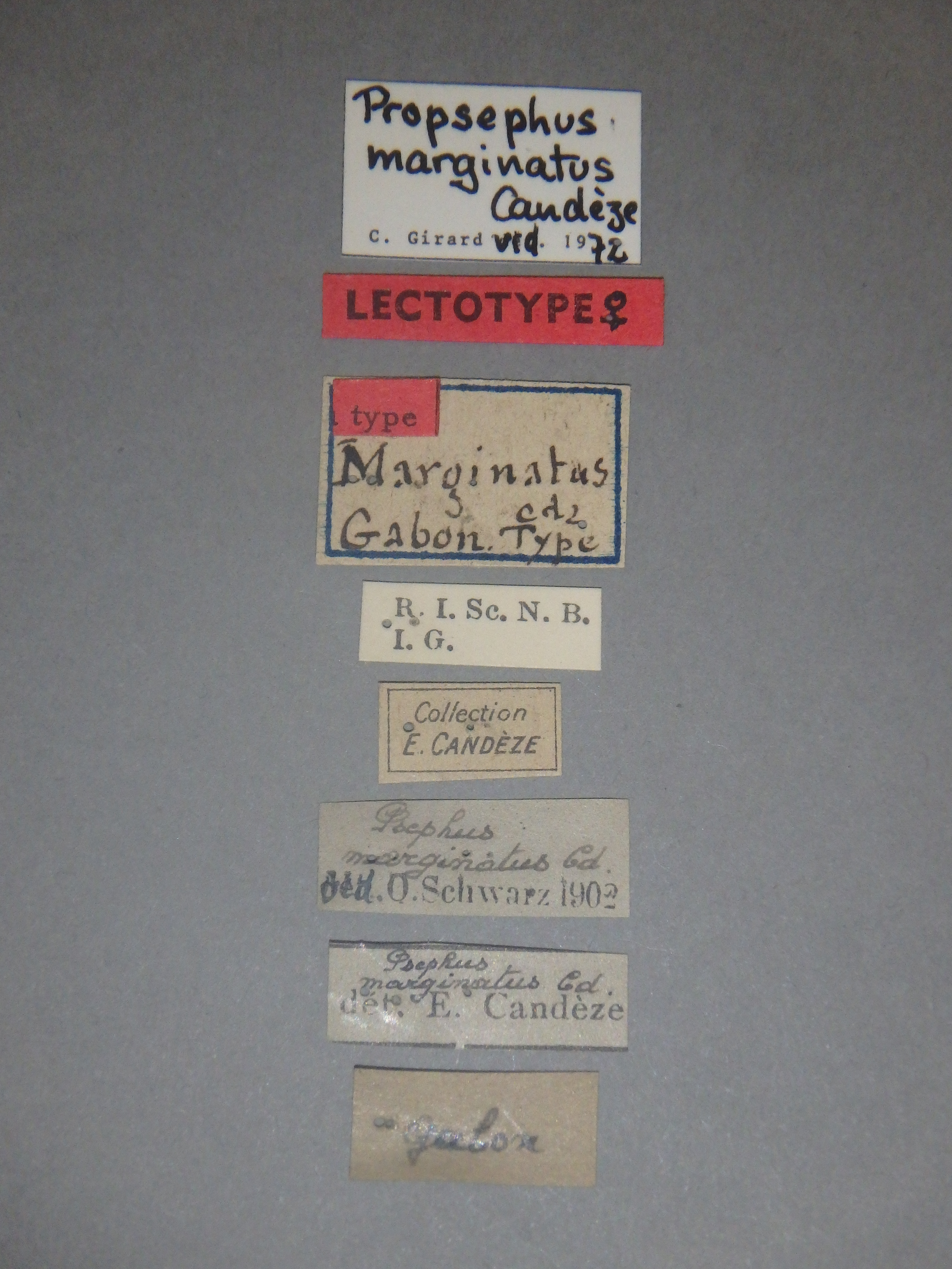 Psephus marginatus F Lt Labels.jpg