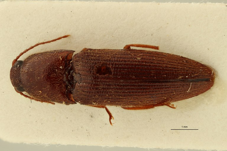 Psephus minor lt D ZS PMax.jpg Psephus minor lt D ZS PMax.jpg