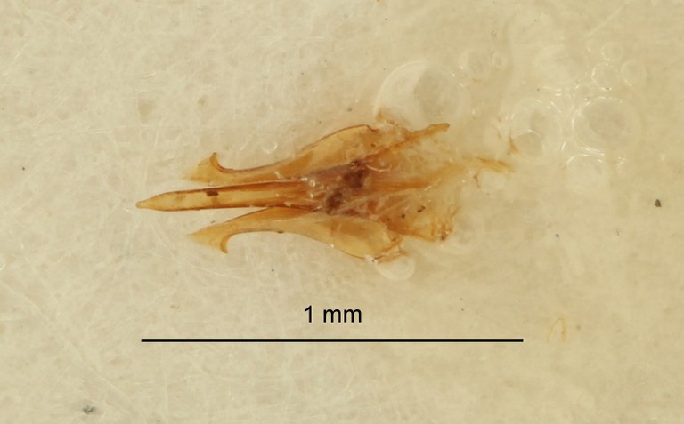 Psephus minor lt Dge ZS PMax.jpg Psephus minor lt Dge ZS PMax.jpg