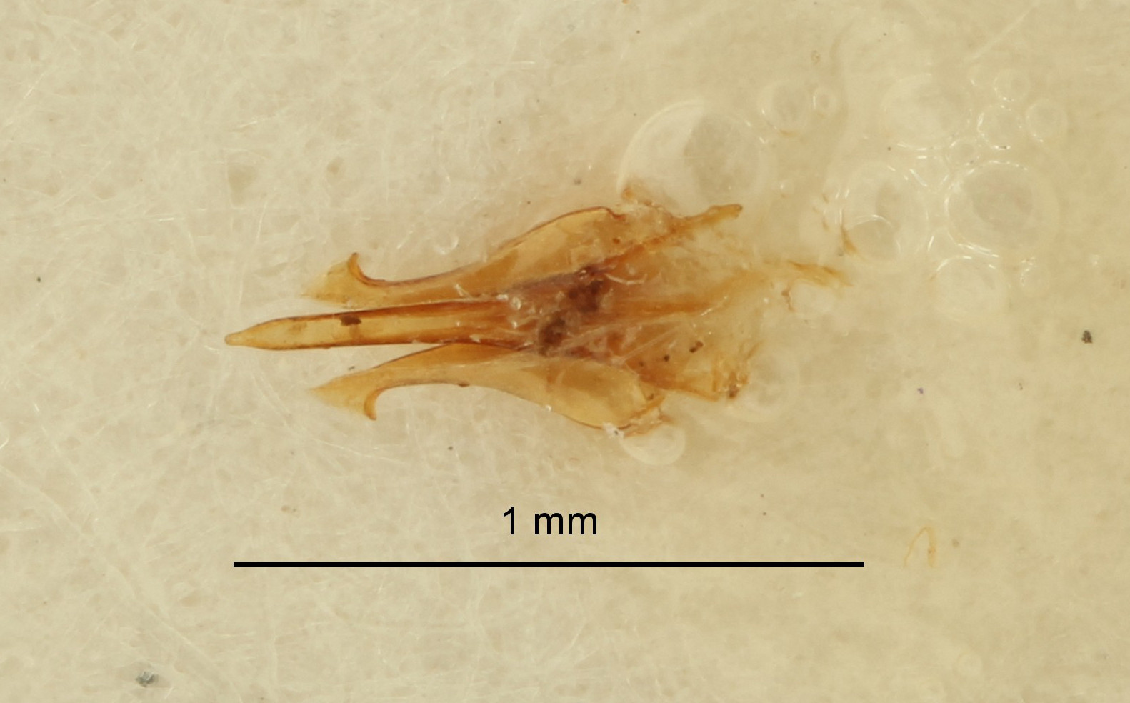 Psephus minor lt Dge ZS PMax.jpg