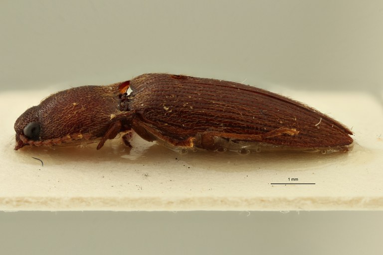 Psephus minor lt l ZS PMax.jpg Psephus minor lt l ZS PMax.jpg