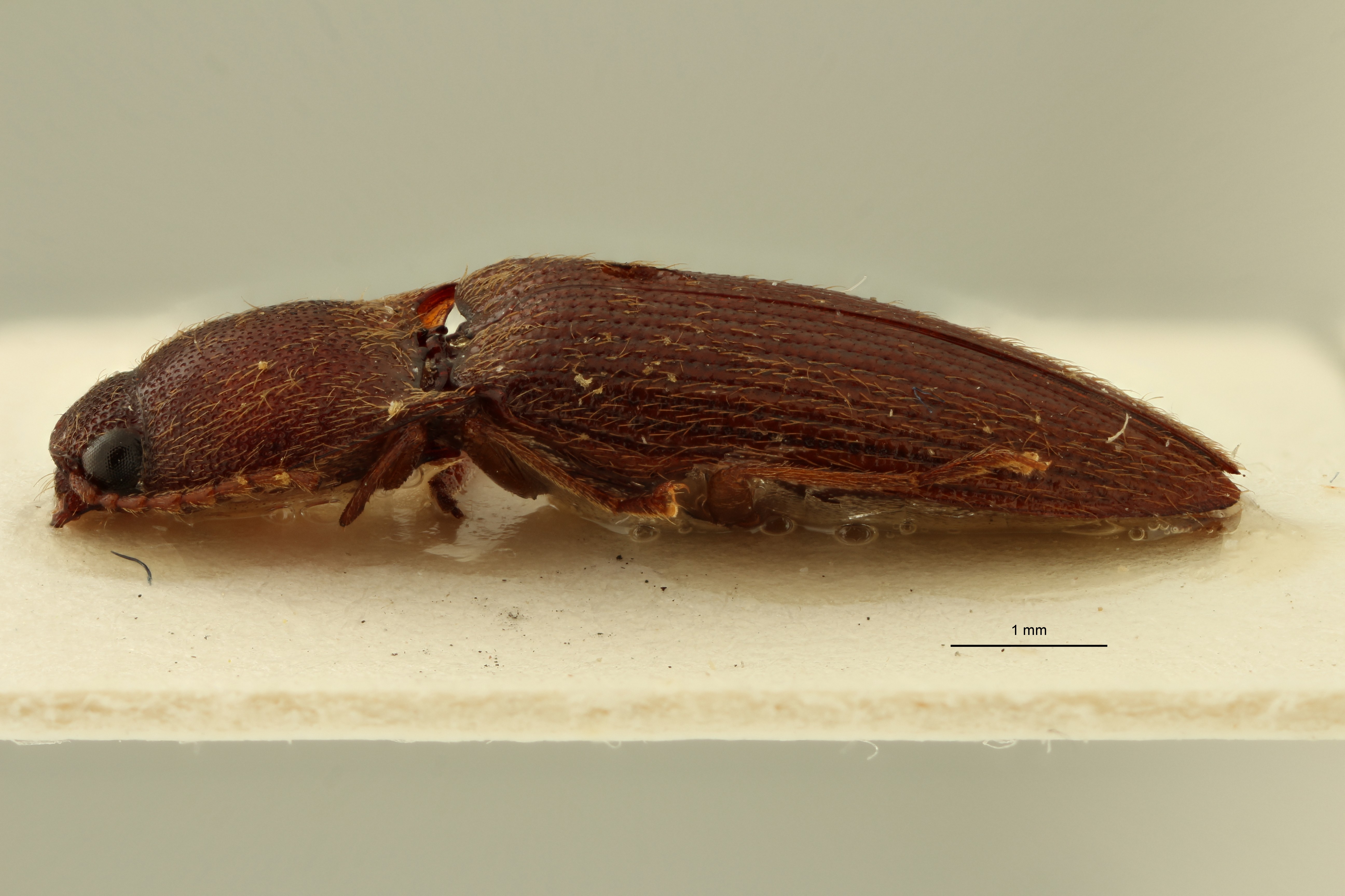 Psephus minor lt l ZS PMax.jpg