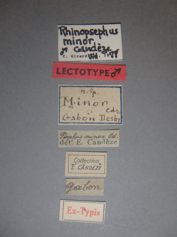 Psephus minor lt Labels.jpg Psephus minor lt Labels.jpg