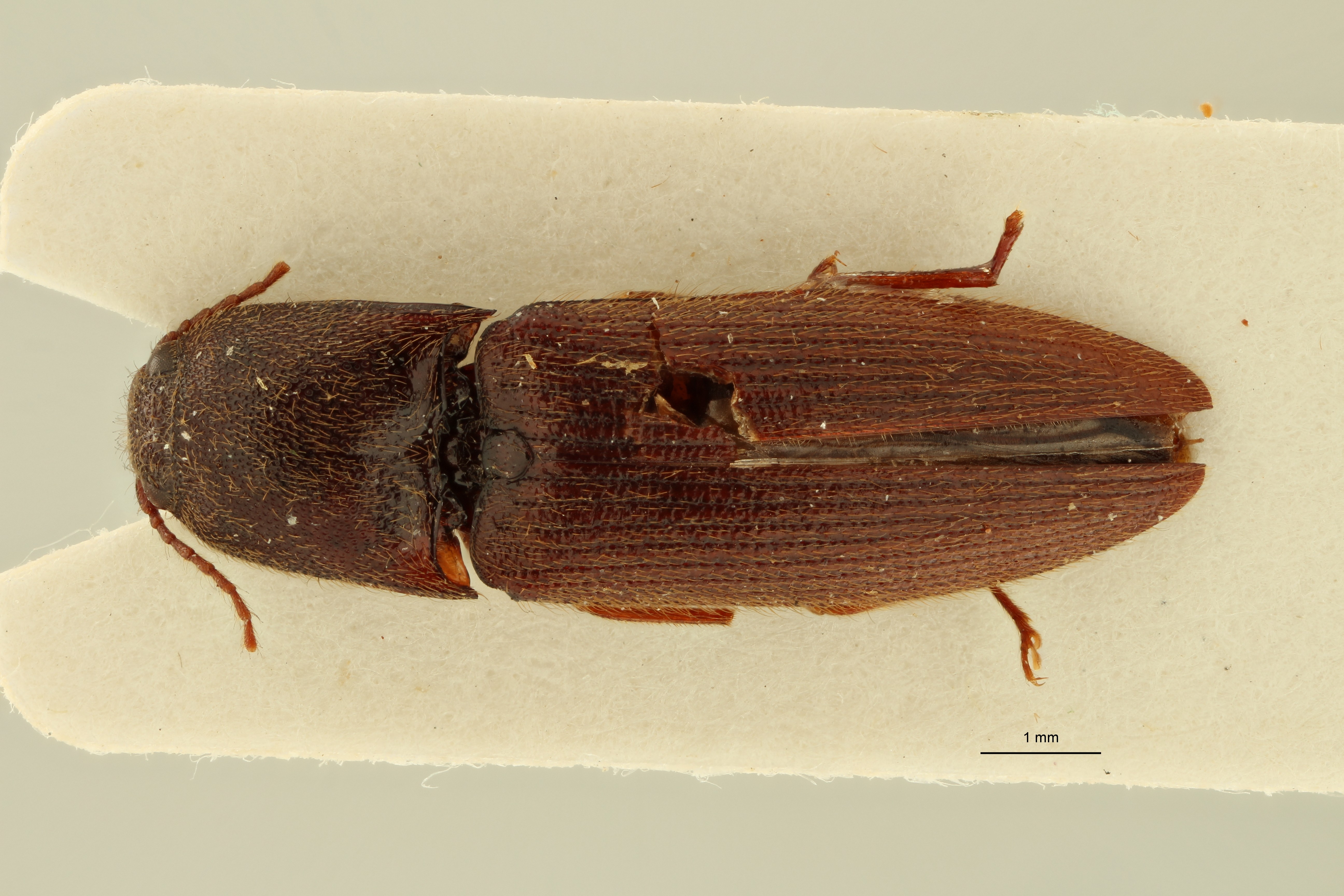 Psephus minor plt D ZS PMax.jpg