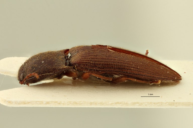 Psephus minor plt l ZS PMax.jpg Psephus minor plt l ZS PMax.jpg