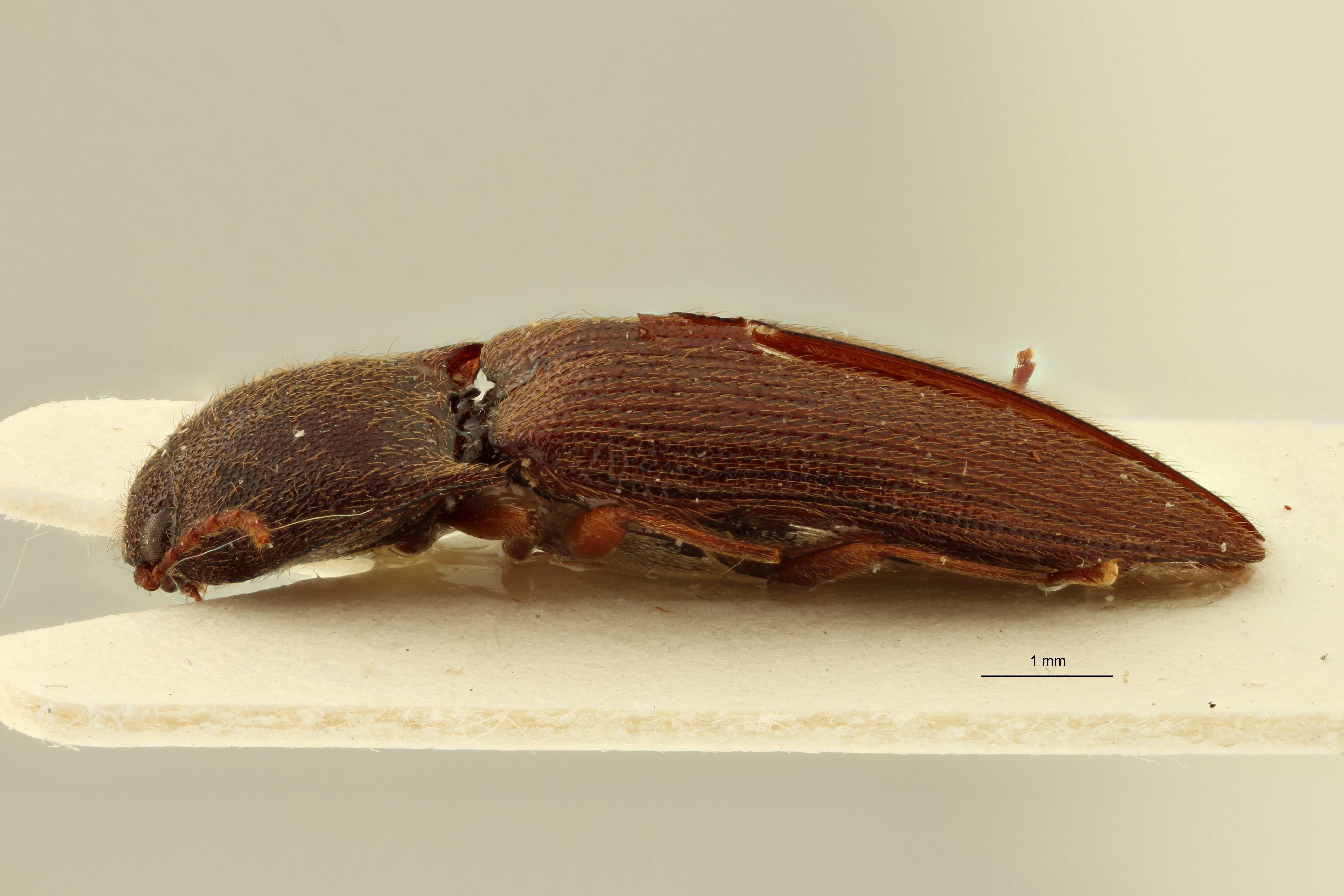 Psephus minor plt l ZS PMax.jpg