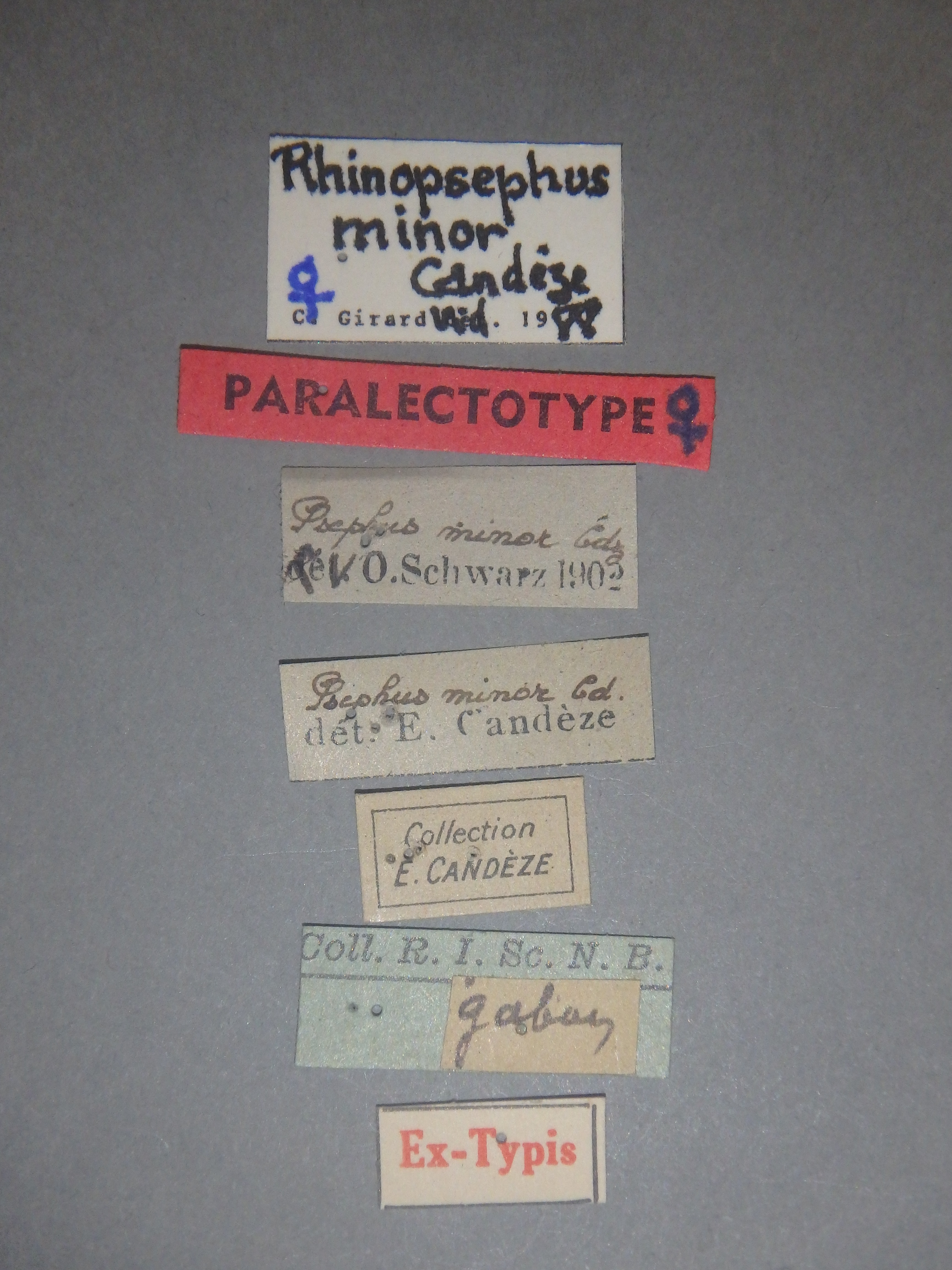 Psephus minor plt Labels.jpg