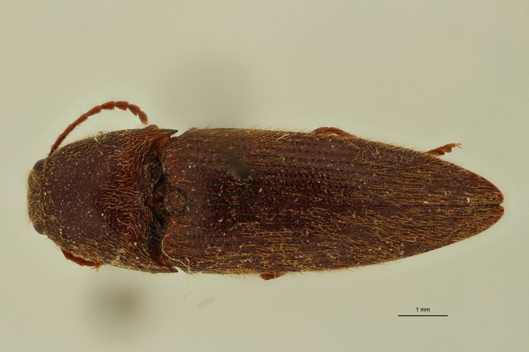 Rhinopsephus leucophaeus T D.jpg