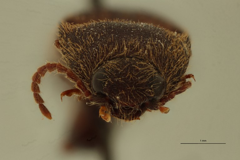 Rhinopsephus leucophaeus T F.jpg