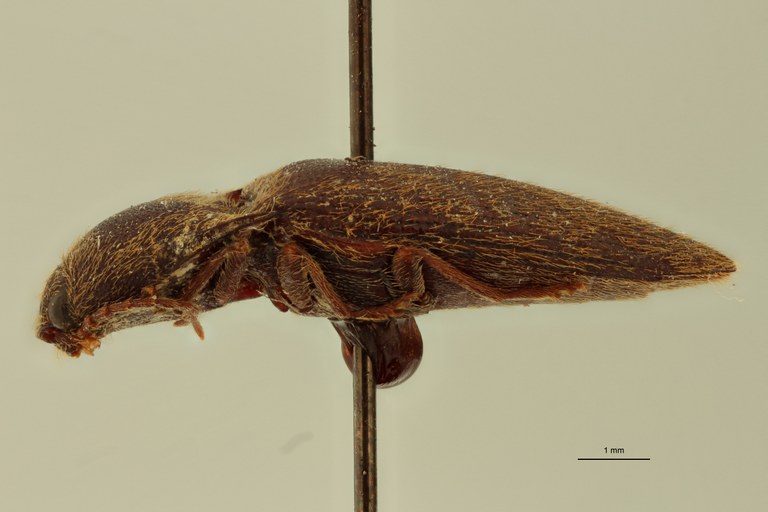 Rhinopsephus leucophaeus T L.jpg