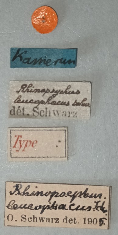 Rhinopsephus leucophaeus T Labels.jpg