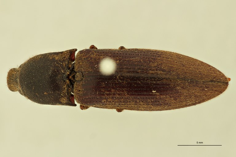Sephilus frontalis D.jpg