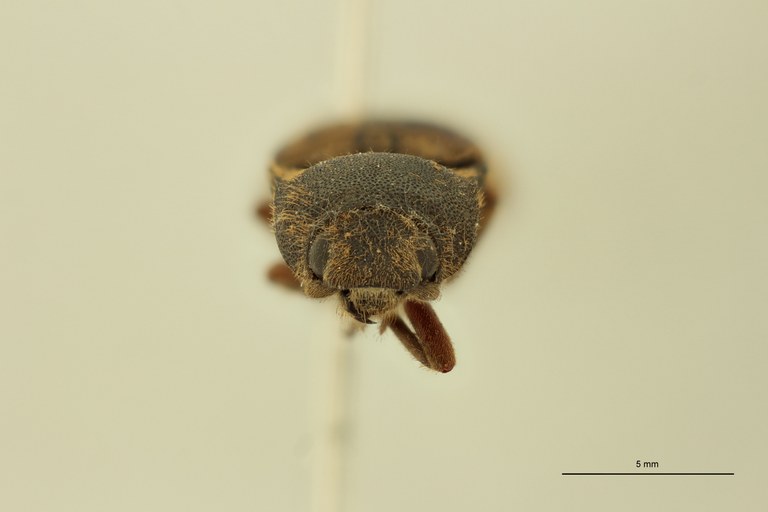 Sephilus frontalis F.jpg