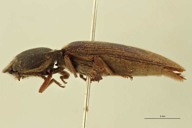 Sephilus frontalis L.jpg