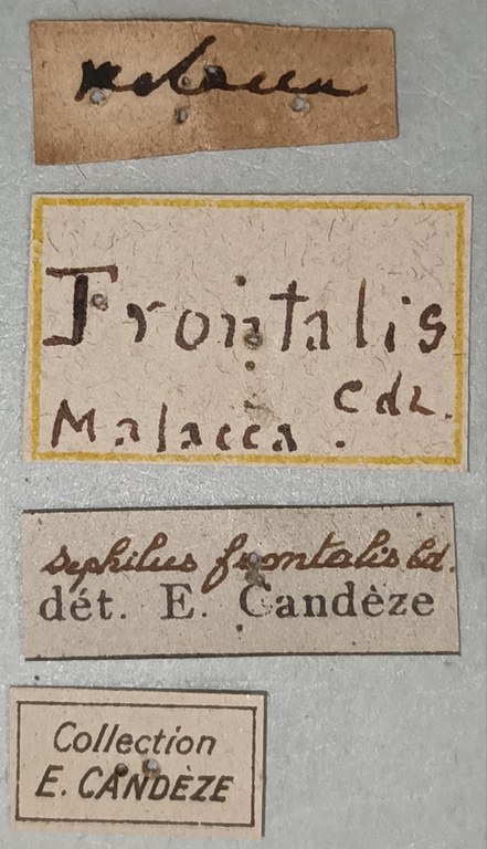Sephilus frontalis Labels.jpg