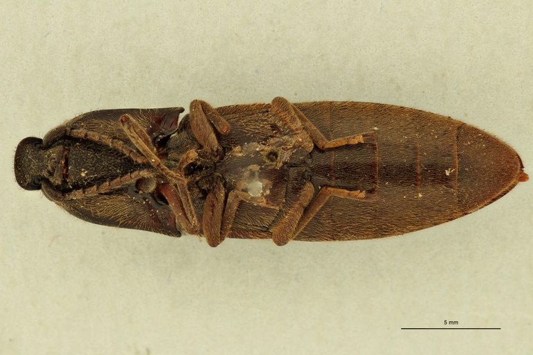 Sephilus frontalis V.jpg