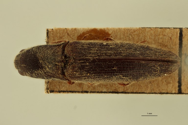 Singhalenus gibbus St D.jpg Singhalenus gibbus St D.jpg