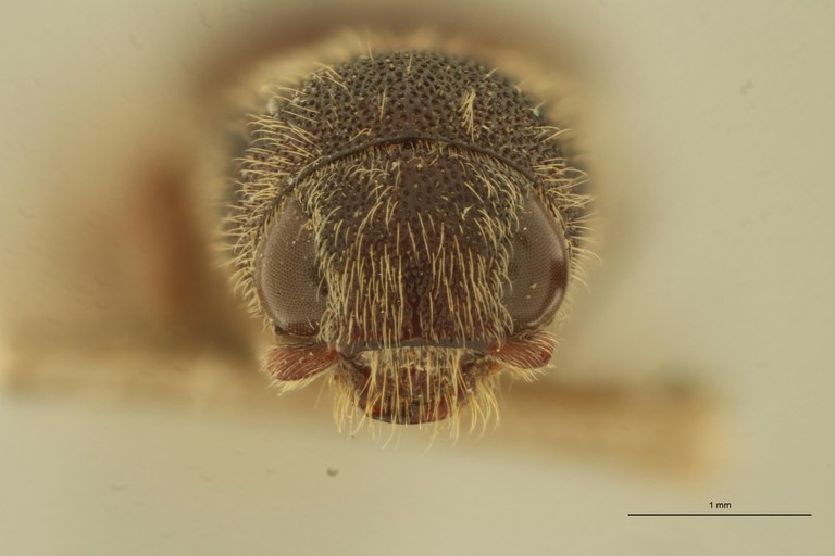 Singhalenus gibbus St F.jpg Singhalenus gibbus St F.jpg