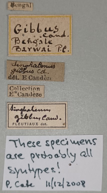 Singhalenus gibbus St Labels.jpg Singhalenus gibbus St Labels.jpg