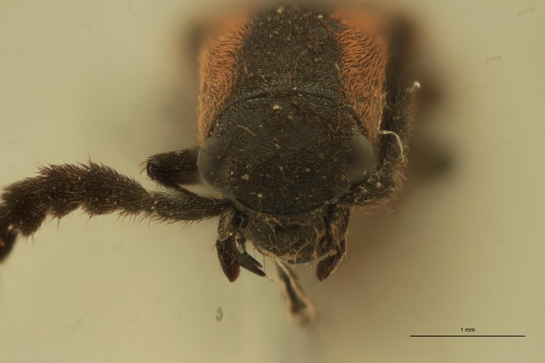 Smilicerus zonatus T F.jpg