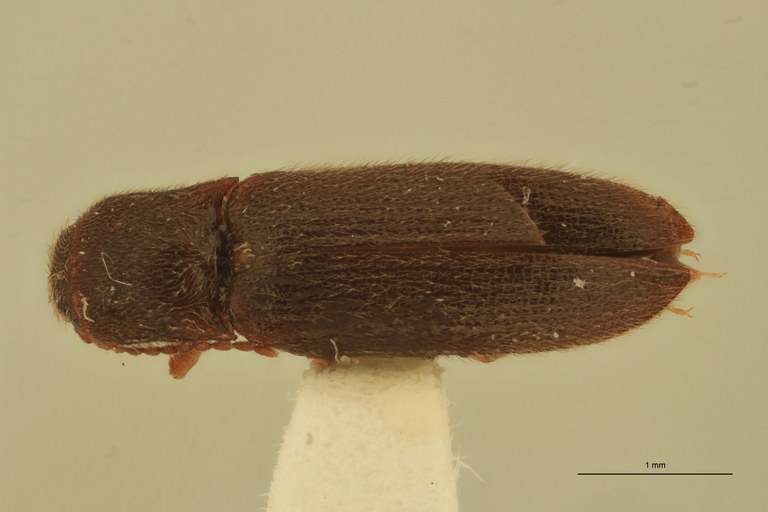 Sofia flordelago Pt D.jpg