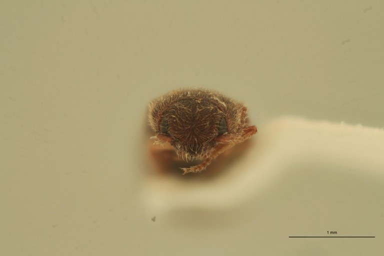 Sofia flordelago Pt F.jpg