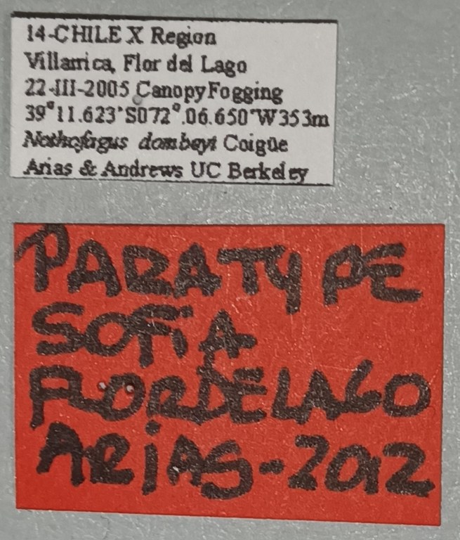 Sofia flordelago Pt Labels.jpg
