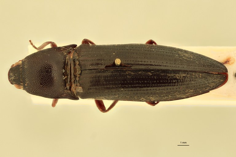 Spheniscosomus cete T D.jpg