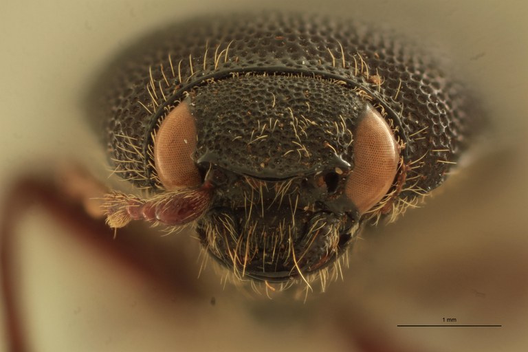 Spheniscosomus cete T F.jpg