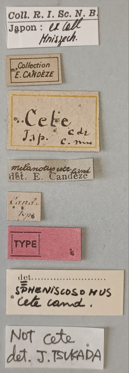 Spheniscosomus cete T Labels.jpg