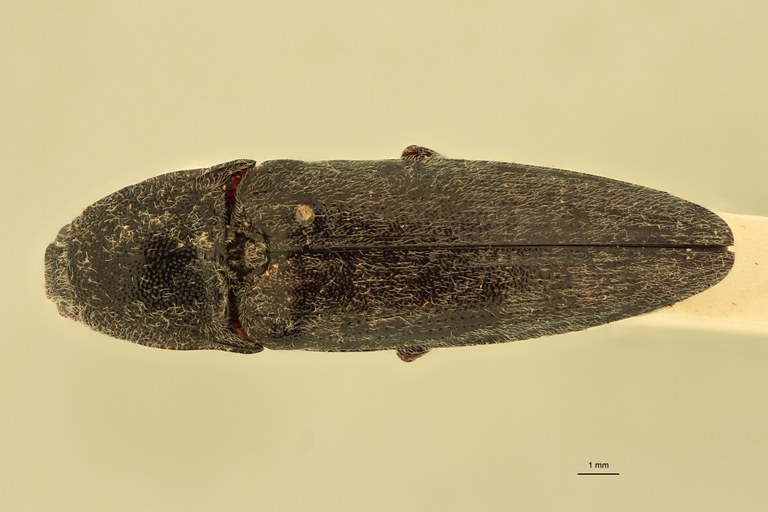 Spheniscosomus grootaerti F Pt D.jpg