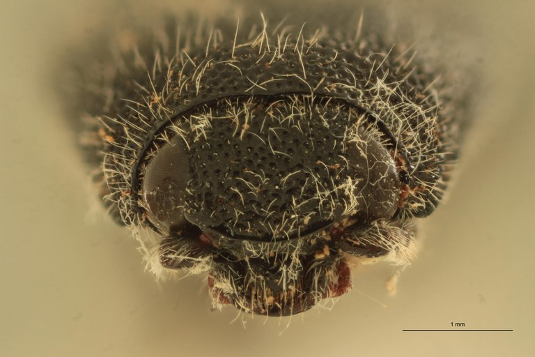 Spheniscosomus grootaerti F Pt F.jpg