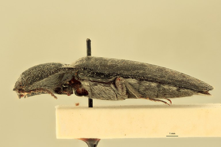 Spheniscosomus grootaerti F Pt L.jpg