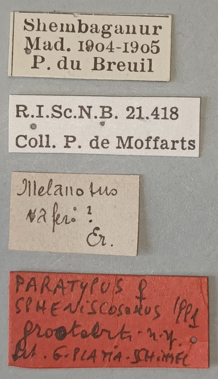Spheniscosomus grootaerti F Pt Labels.jpg