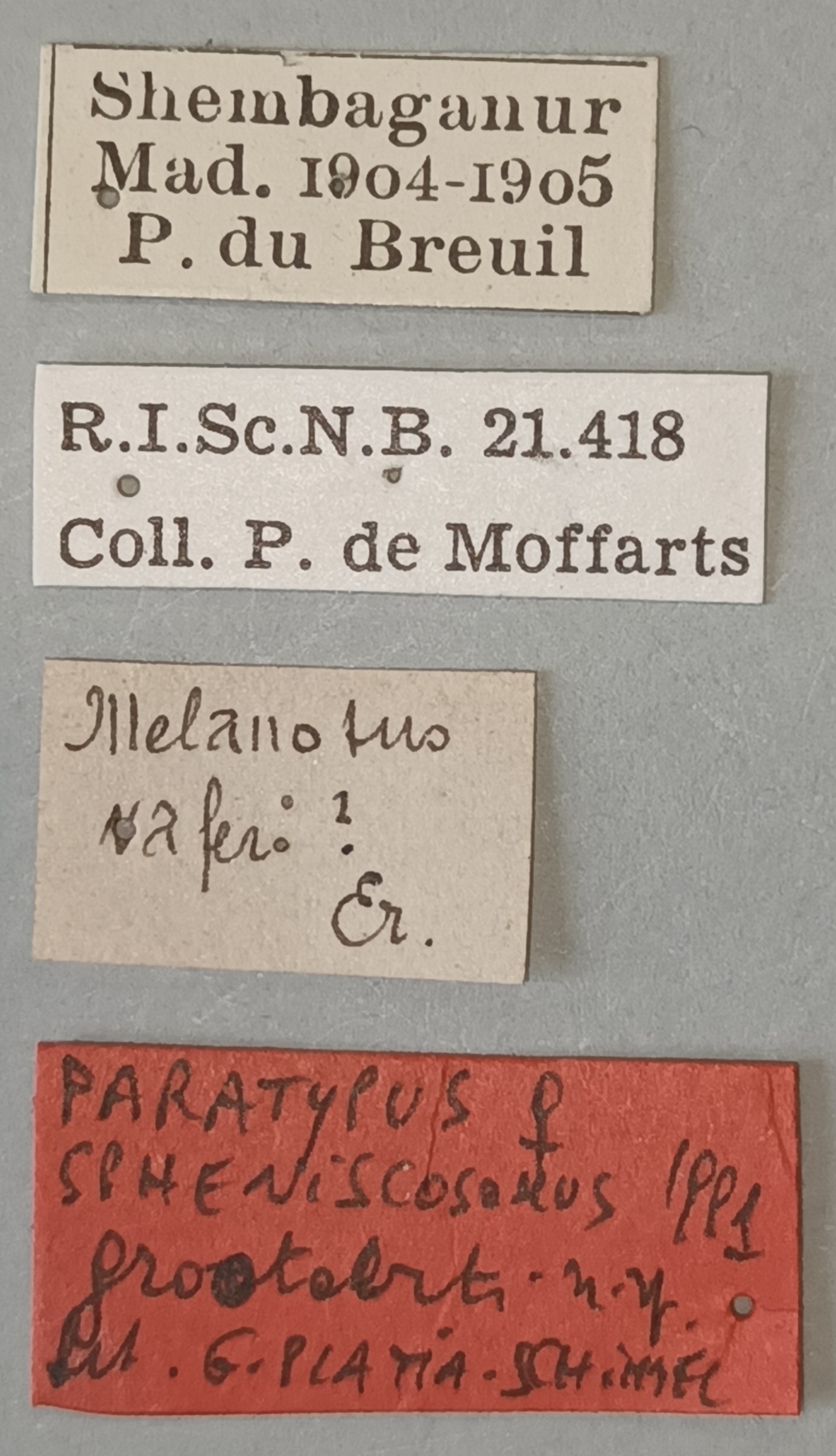 Spheniscosomus grootaerti F Pt Labels.jpg