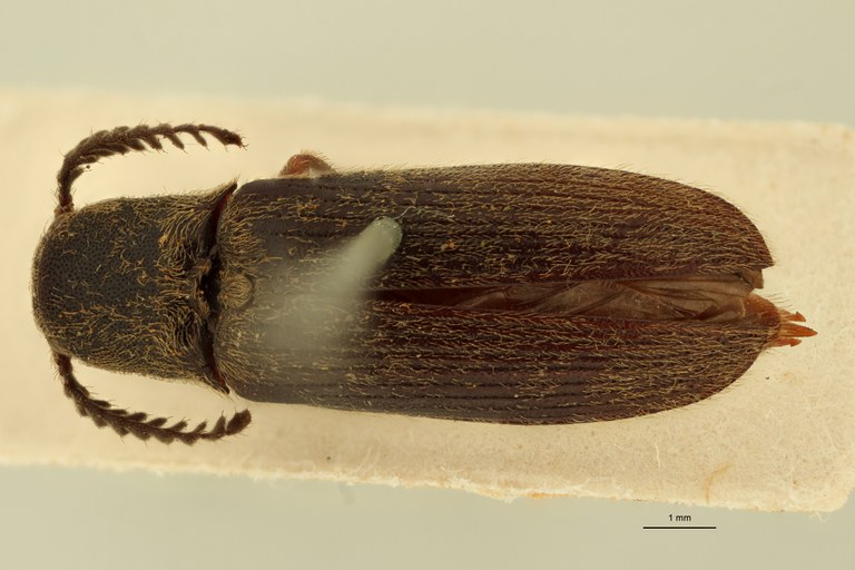 Sphenomerus antennalis D.jpg