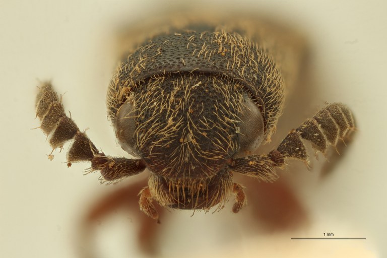 Sphenomerus antennalis F.jpg