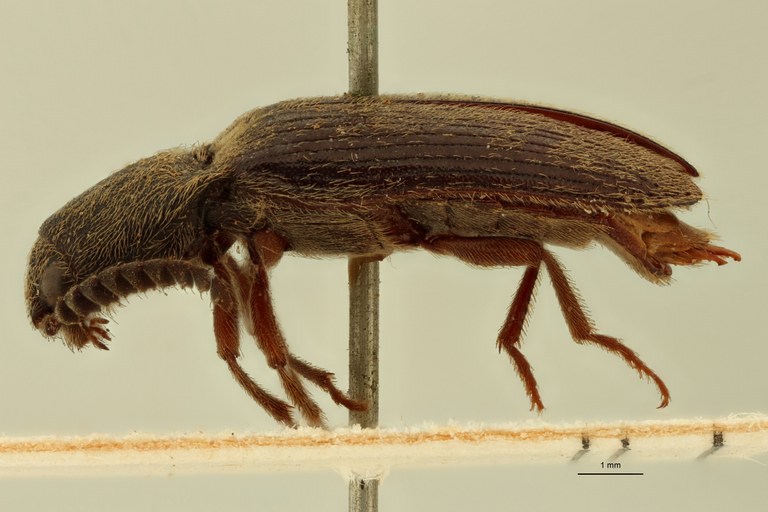 Sphenomerus antennalis L.jpg