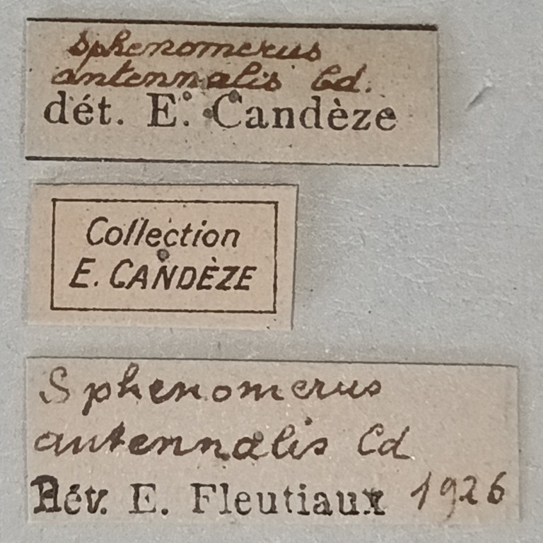 Sphenomerus antennalis Labels.jpg