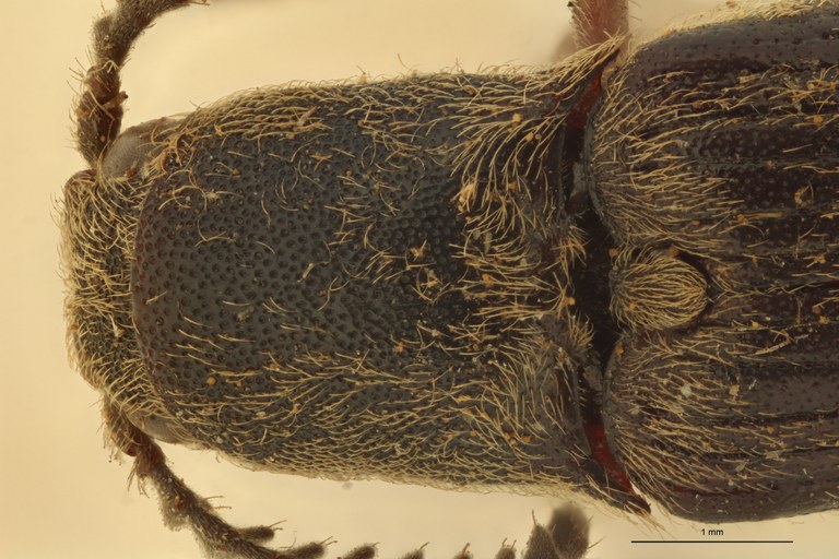 Sphenomerus antennalis Pronotum.jpg