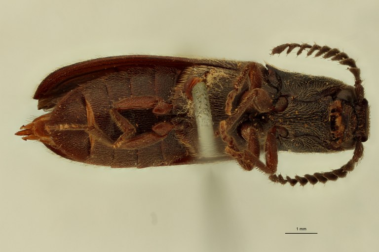 Sphenomerus antennalis V.jpg