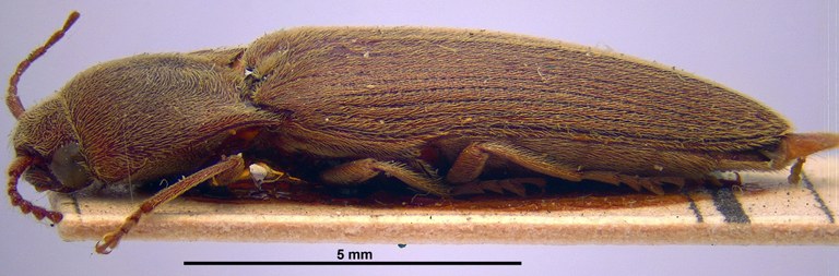 Synaptus erivanus L Synaptus erivanus L